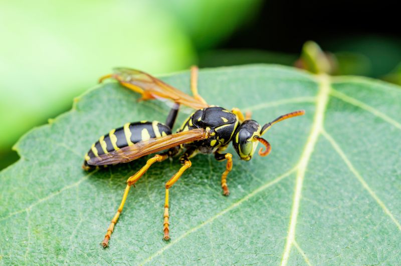 Yellowjacket Extermination