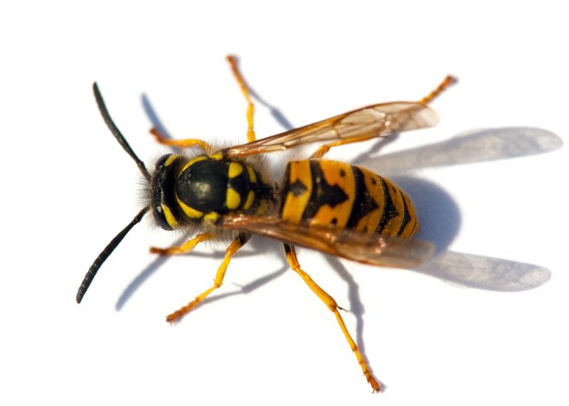 Yellowjacket Extermination