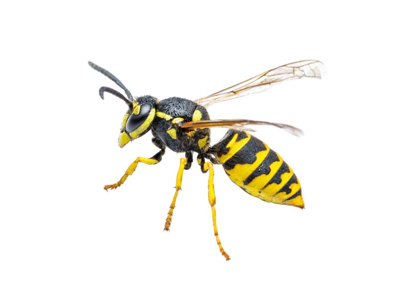 Worker Yellowjacket